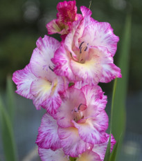 Gladiola ružová My Love - Gladiolus - gladioly - hľuzy gladioly - 3 ks