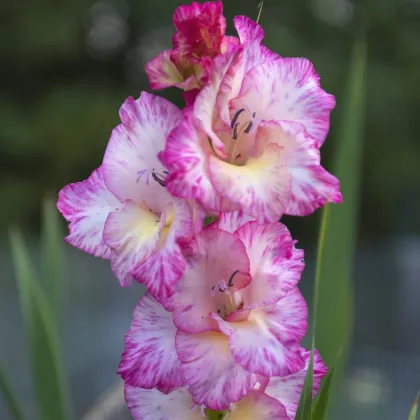 Gladiola ružová My Love - Gladiolus - gladioly - hľuzy gladioly - 3 ks