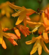 Montbrécia George žltá - Crocosmia - hľuzy montbrécie - 4 ks