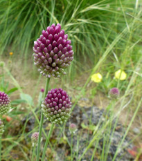 Okrasný cesnak veľkokvetý - Allium Sphaerocephalon - cibuľoviny - 3 ks