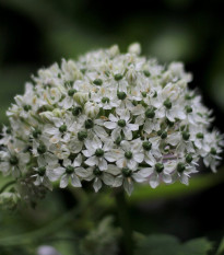 Cesnak okrasný čierny - Allium nigrum - cibuľoviny - 2 ks