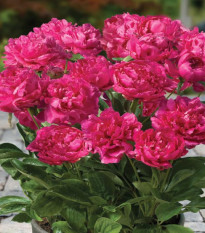 Pivónia Patio London - Paeonia lactiflora - hľuzy pivónie - 1 ks