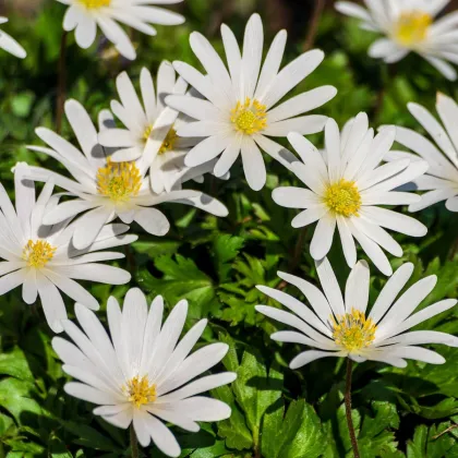 Sasanka vábna White Splendour - Anemone blanda - hľuzy sasaniek - 3 ks