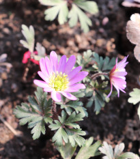 Sasanka vábna Pink Star - Anemone blanda - hľuzy sasaniek - 3 ks