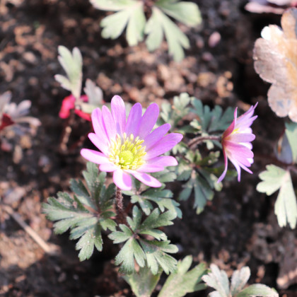 Sasanka vábna Pink Star - Anemone blanda - hľuzy sasaniek - 3 ks