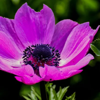 Sasanka Admiral - Anemone - hľuzy sasaniek - 3 ks