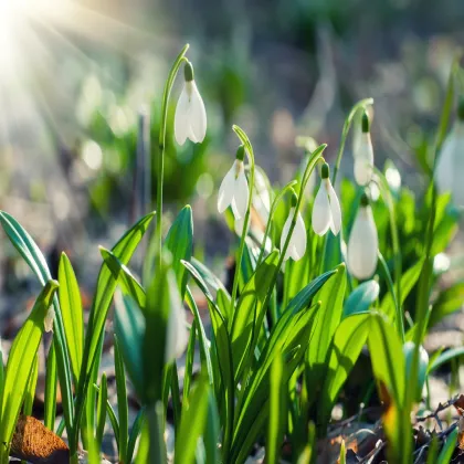 Snežienka Woronova - Galanthus woronii - cibuľoviny - 3 ks