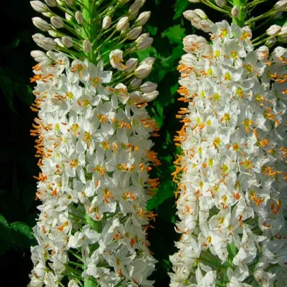 Fakľa úzkolistá Robustus - Eremurus - koreňové hľuzy - 1 ks