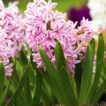 Hyacint Fondant - Hyacinthus fondante - cibuľa hyacintu - 1 ks