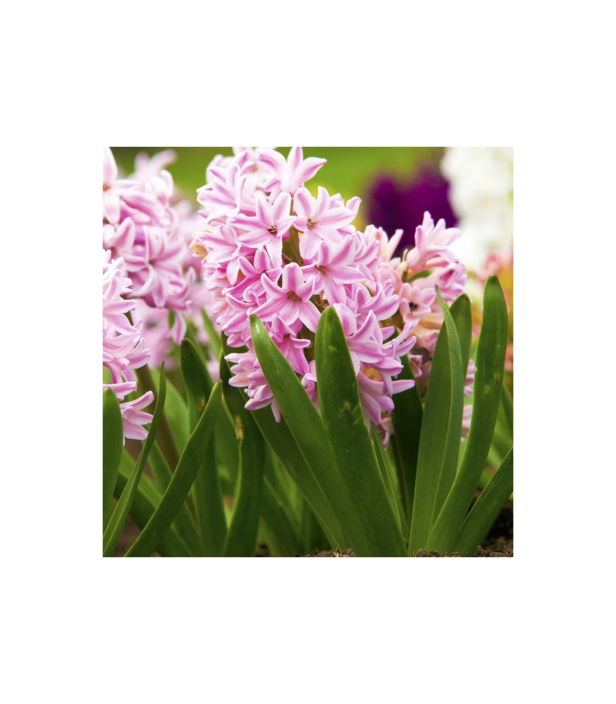 Hyacint Fondant - Hyacinthus fondante - cibuľoviny - 1 ks