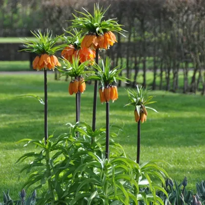 Korunkovka kráľovská Aurora - Fritillaria imperialis aurora - cibuľoviny - 1 ks