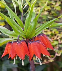 Korunkovka kráľovská červená - Fritillaria imperialis rubra - cibuľoviny - 1 ks