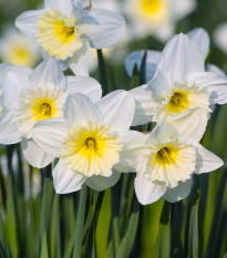 Narcis Mount Hood - Narcissus trumpet - cibuľoviny  - 3 ks