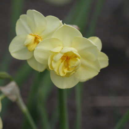 Narcis Cheerfulness - Narcissus - cibuľoviny - 3 ks