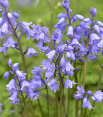 Hyacintovec španielsky modrý - Hyacinthoides hispanica - cibule hyacintovca - 5 ks