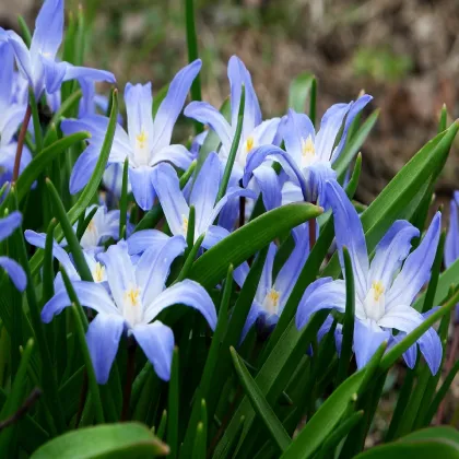 Modravka žiarivá - Chionodoxa forbesi blue - cibuľoviny - 5 ks