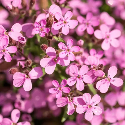 Mydlica bazalkovitá - Saponaria ocymoides - semená mydlice - 25 ks