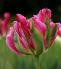 Tulipán Groenland - Tulipa - cibuľoviny - 3 ks