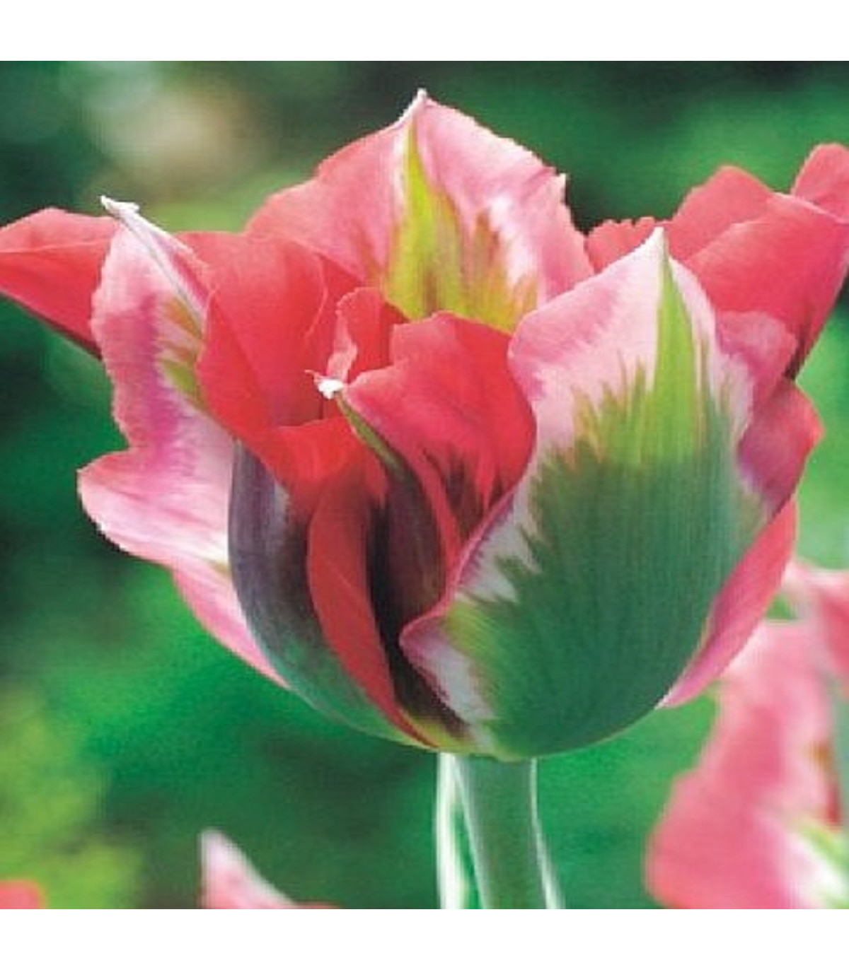 Tulipán Esperanto - Tulipa - cibuľoviny - 3 ks