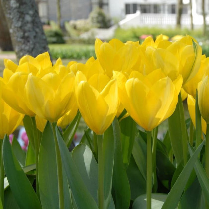 Tulipán Yellow Purissima - Tulipa - cibuľoviny - 3 ks