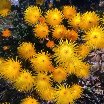 Lampranthus žltý - Lampranthus glaucus - semená lamparantu - 10 ks