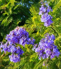 Žakaranda mimózolistá - Jacaranda mimosifolia - semená žakarandy - 6 ks