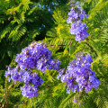 Žakaranda mimózolistá - Jacaranda mimosifolia - semená žakarandy - 6 ks