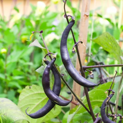 BIO Fazuľa fialová Teepee - Phaseolus vulgaris - bio semená fazuľu - 20 ks