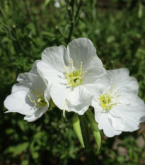 Pupalka ozdobná biela - Oenothera speciosa - semená pupalky - 20 ks