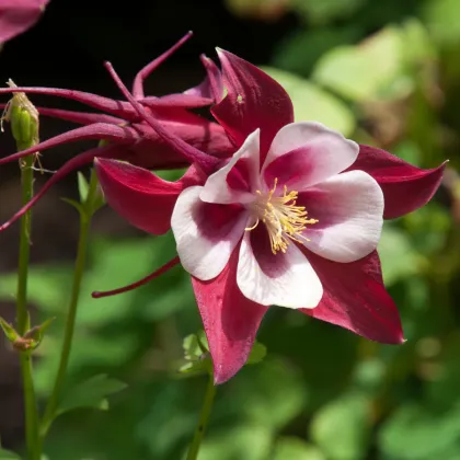 Orlíček Red Stars - Aquilegia caerulea - semená orlíčka - 100 ks