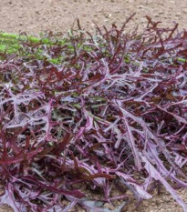 Horčica Moutarde Rouge Metis - Brassica juncea - semená horčice - 100 ks