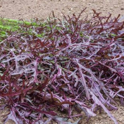 Horčica Moutarde Rouge Metis - Brassica juncea - semená horčice - 100 ks