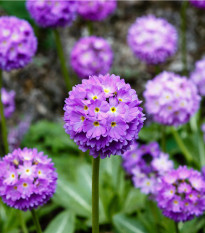 Prvosienka zúbkatá Nepálska zmes - Primula denticulata - semená prvosienky - 300 ks