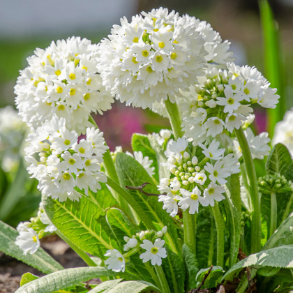Prvosienka zúbkatá Nepálska zmes - Primula denticulata - semená prvosienky - 300 ks