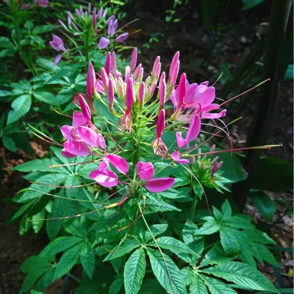 Kleoma tŕnitá - Cleome hassleriana - semená kleomy - 10 ks