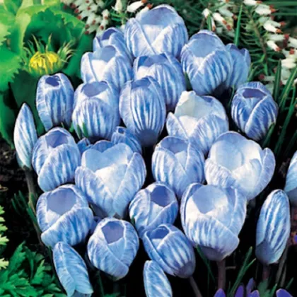 Krókus Sky Blue - Crocus vernus - cibuľoviny - 3 ks