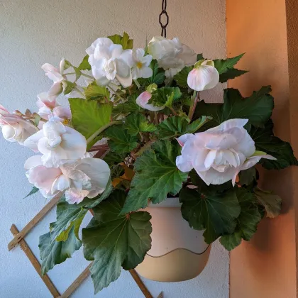 Begónia Angelique previsnutá - Begonia odorata - hľuzy begónie - 2 ks