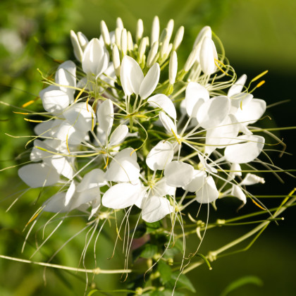 Kleoma tŕnistá biela - Cleome hassleriana - semená kleomy - 10 ks