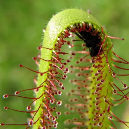 Rosička kapská Vogelgat NR - Drosera capensis - semená rosičky - 15 ks