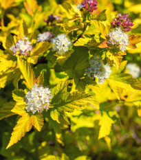 Tavola kalinolistá - Physocarpus opulifolius - semená tavoly - 8 ks