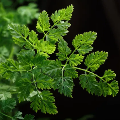 BIO trebuľka siata Fijne Krul - Anthriscus cerefolium crispum - bio semená trebuľky - 400 ks