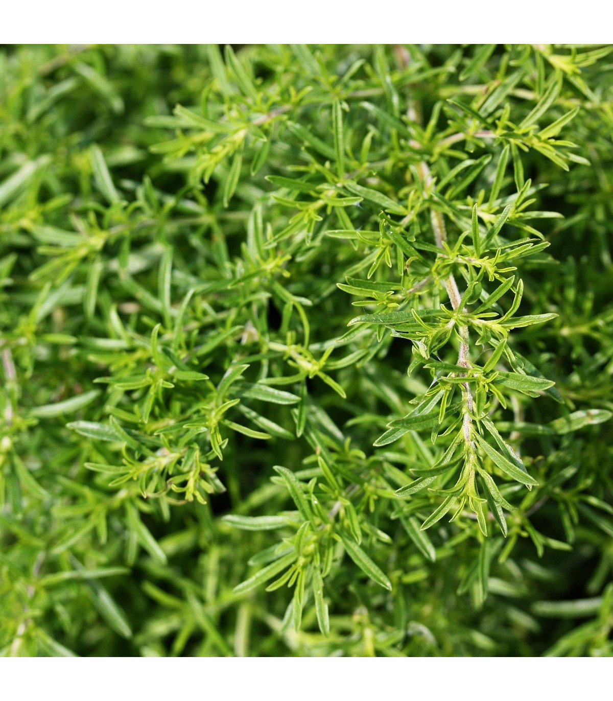 BIO saturejka záhradná - Satureja hortensis - bio semená saturejky - 1 g