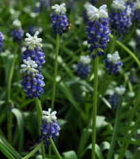 Modrica Touch of snow - Muscari armeniaca - cibuľa modrice - 5 ks