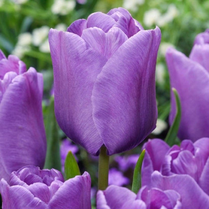 Tulipán Blue Aimable - Tulipa - cibule tulipánov - 3 ks