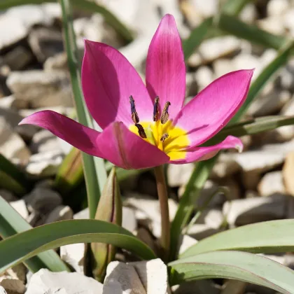 Tulipán Eastern Star pulchella - Tulipa - cibule tulipánov - 3 ks