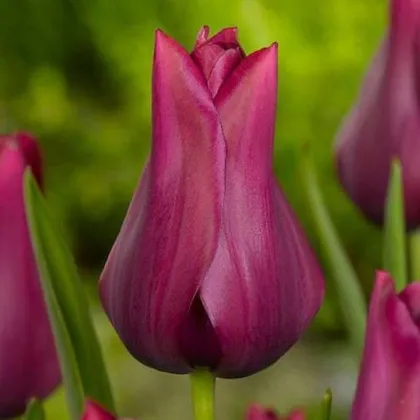 Tulipán Merlot - Tulipa - cibule tulipánov - 3 ks