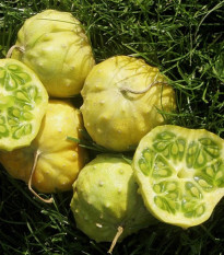 Kiwano Jelly Rund - Cucumis metuliferus - semená kiwana - 8 ks