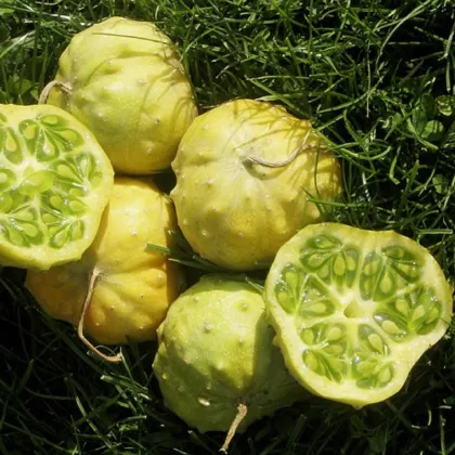 Kiwano Jelly Rund - Cucumis metuliferus - semená kiwana - 8 ks