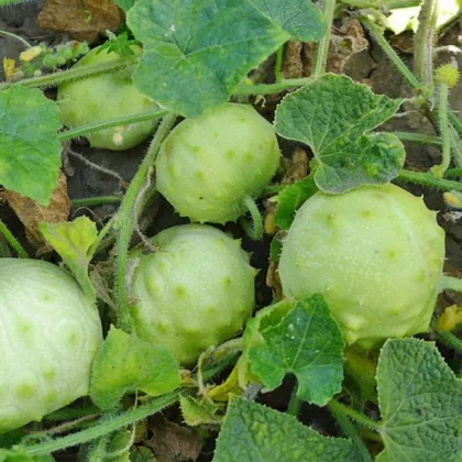 Kiwano Jelly Rund - Cucumis metuliferus - semená kiwana - 8 ks