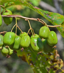 Minikiwi - Actinidia arguta - semená minikiwi - 5 ks